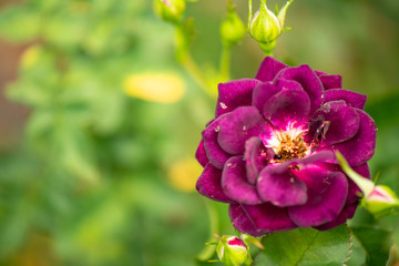 Colorful flowers in the morning, In various flower gardens