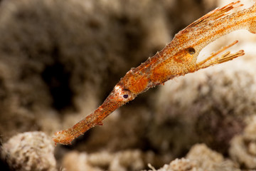 The robust ghost pipefish, Solenostomus cyanopterus