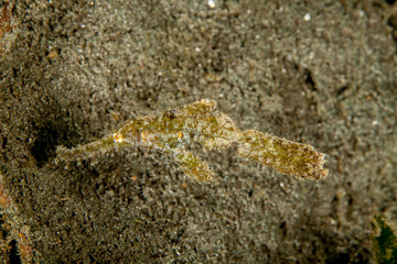 Obraz na płótnie Canvas The robust ghost pipefish, Solenostomus cyanopterus