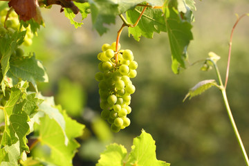Grape cluster with berries hanging and ripening on a bush among leaves