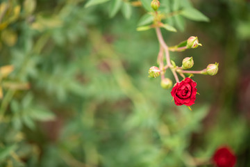 Colorful flowers in the morning, In various flower gardens