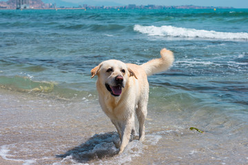 Labrador dog plays and has fun on the beach