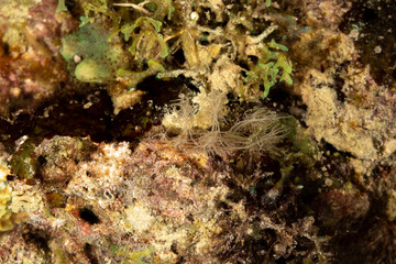 Ghost- Phantom Nudibranch, Melibe colemani