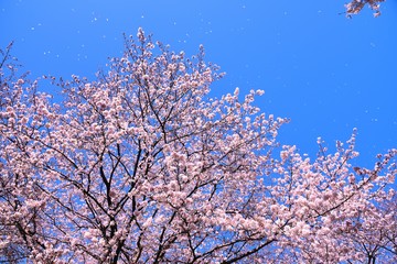 恩田川の桜