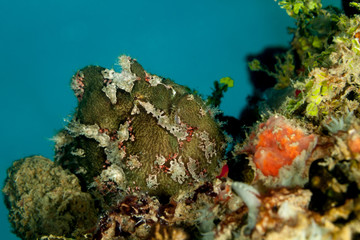 Commerson's frogfish or the giant frogfish, Antennarius commerson