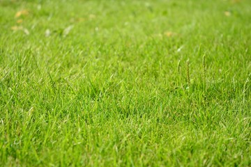 Fototapeta na wymiar Green grass texture from a field