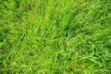 Green grass texture from a field