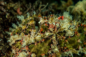 Giant frogfish - Antennarius commerson