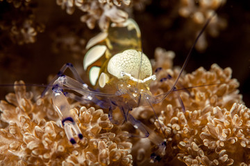 Egg Shell Shrimp - Hamopontonia corallicola