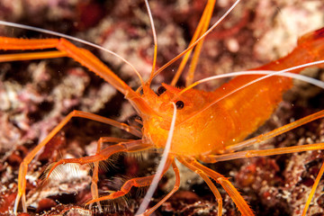 Mediterranean Coral Shrimp, Stenopus spinosus