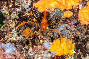 Mediterranean Coral Shrimp, Stenopus spinosus