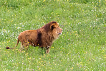 a herd of lions walking and resting through its grassy enclosure