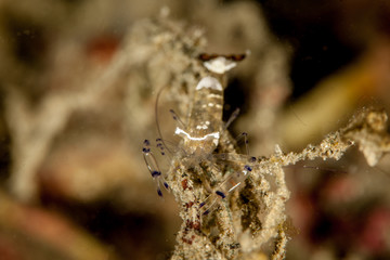 Peacock-tail Anemone Shrimp (White-Patched Anemone Shrimp) - Periclimenes brevicarpalis