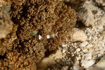 Peacock-tail Anemone Shrimp (White-Patched Anemone Shrimp) - Periclimenes brevicarpalis