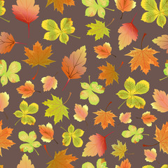 leaves of different trees pattern color vector illustration autumn wallpaper