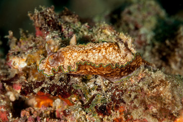 Sea slug, a dorid nudibranch, Glossodoris cincta