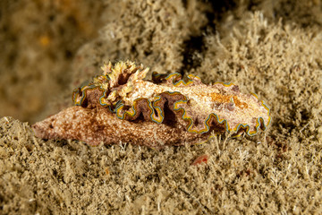 Sea slug, a dorid nudibranch, Glossodoris cincta