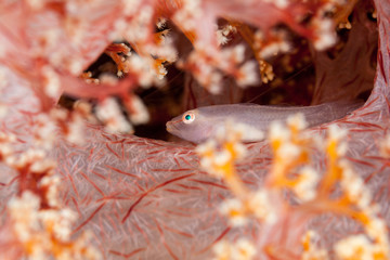 Obraz na płótnie Canvas Soft-coral goby, Pleurosicya boldinghi