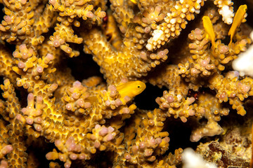 Okinawa goby or yellow coral goby, yellow clown goby, Gobiodon okinawae