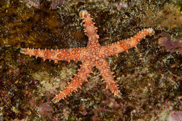 Gomophia egyptiaca, Egyptian sea star