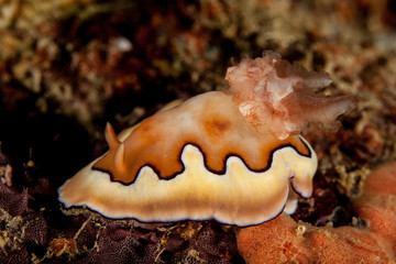 Goniobranchus coi