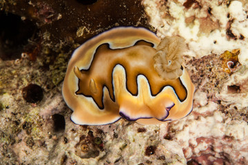 Goniobranchus coi