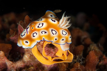 Goniobranchus leopardus lay eggs