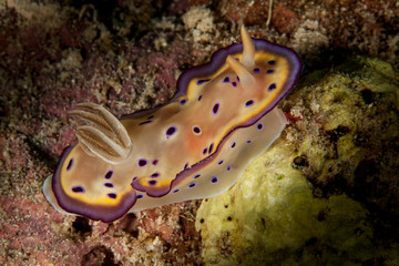 Goniobranchus kuniei