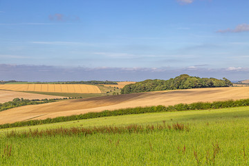 Obraz premium Green meadows and golden fields in Sussex, during summer