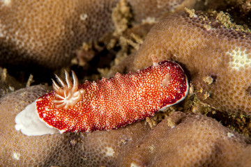 Goniobranchus reticulatus