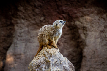 Fototapeta premium A Meerkat (Suricata) looking up sitting on a rock in the Fuengirola´s Bioparc Zoo, Andalusia
