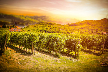 Fototapeta na wymiar Vineyard and grapes bushes in rows. Beautiful sun in the sky