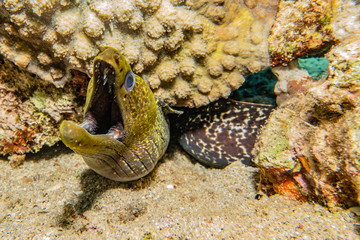 Moray eel Mooray lycodontis undulatus in the Red Sea, eilat israel