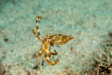 Greater blue-ringed octopus, Hapalochlaena lunulata