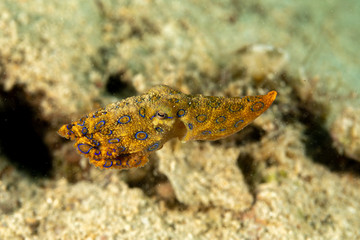 Greater blue-ringed octopus, Hapalochlaena lunulata