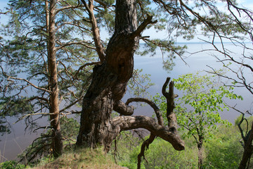 Fototapeta na wymiar Bizarre trees on the steep slope of the river Kama. Votkinsky district, Udmurt Republic, Russia
