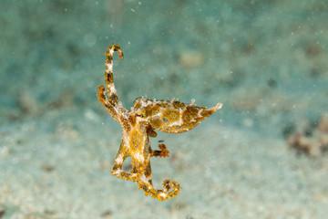 Greater blue-ringed octopus, Hapalochlaena lunulata