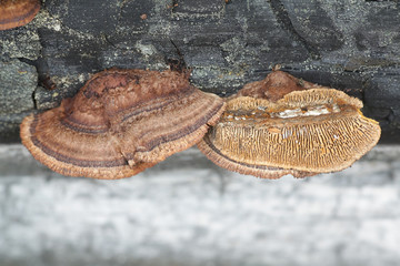 Gloeophyllum sepiarium, rusty gilled polypore, bracket fungus from Finland