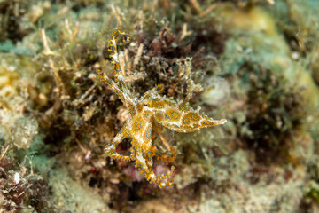 Greater blue-ringed octopus, Hapalochlaena lunulata