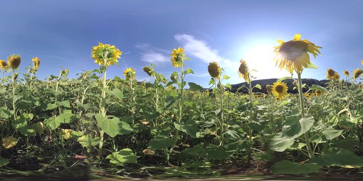 Bl&uuml;hende Sonnenblumen auf dem Feld, Helianthus annuus, Kugelpanorama, VR360, VR, 360VR, 360-Grad-Video