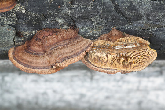 Gloeophyllum sepiarium, rusty gilled polypore, bracket fungus from Finland