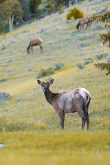 Deer in Yellowstone