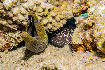 Moray eel Mooray lycodontis undulatus in the Red Sea, eilat israel
