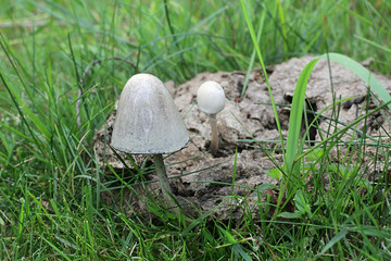 Panaeolus semiovatus, also known as Anellaria separata, commonly called the shiny mottlegill or egghead mottlegill, wild mushroom growing on dung