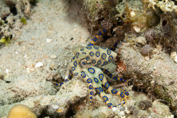 Greater blue-ringed octopus, Hapalochlaena lunulata is one of four species of highly venomous blue-ringed octopuses belonging to the family Octopodidae