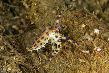 Obraz na płótnie Canvas Greater blue-ringed octopus, Hapalochlaena lunulata is one of four species of highly venomous blue-ringed octopuses belonging to the family Octopodidae