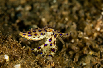 Greater blue-ringed octopus, Hapalochlaena lunulata is one of four species of highly venomous blue-ringed octopuses belonging to the family Octopodidae