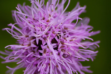 Kwiat fioletowy makro