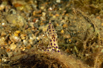 Greater blue-ringed octopus, Hapalochlaena lunulata is one of four species of highly venomous blue-ringed octopuses belonging to the family Octopodidae