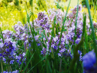 Obraz premium Close up of summer wild flower meadow. Composition of nature.